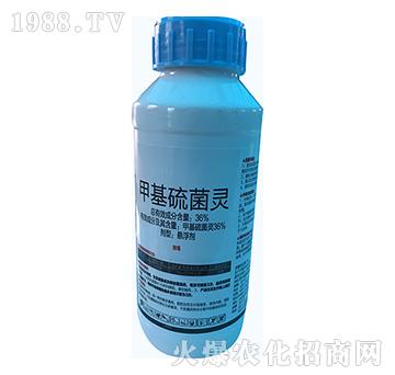 36%�׻�����`-�\ʢ����