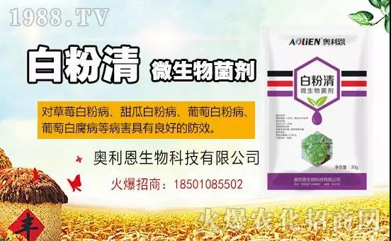 �׷۲�������(f��)�y�p���� ӛס�@��ˎ����Ч���ΰ׷۲����P����