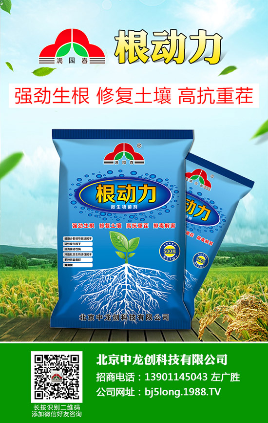 柑橘青苔病發(fā)病原因有哪些，柑橘青苔病防治措施！