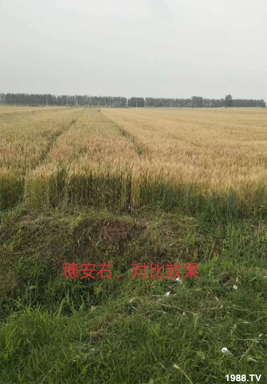 С����ù��Σ�����c(di��n)������С����ù����ʲôˎ��