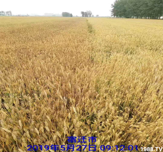 С����ù��Σ�����c(di��n)������С����ù����ʲôˎ��