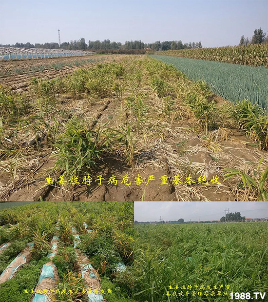     �l(f��)�������aƷ������أ�n������ʽ���ؠ����Ӳ����Ñ���������Ч�������ˣ�