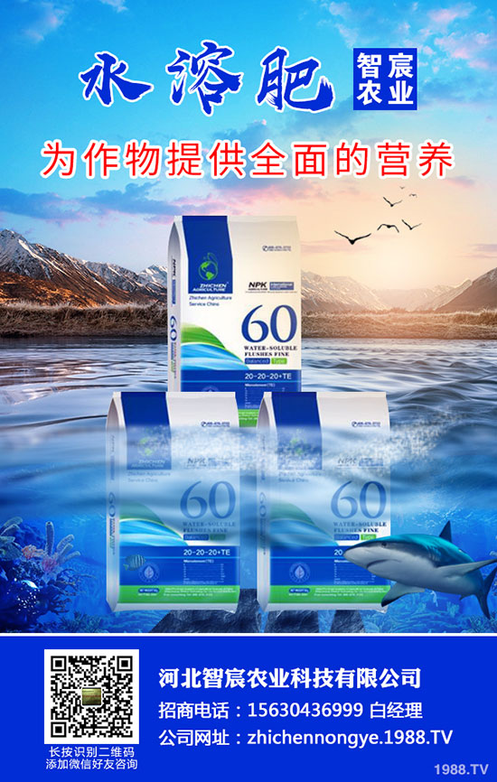 2020���؃r��Ҫ�ϝq���������������߄ݷ�����