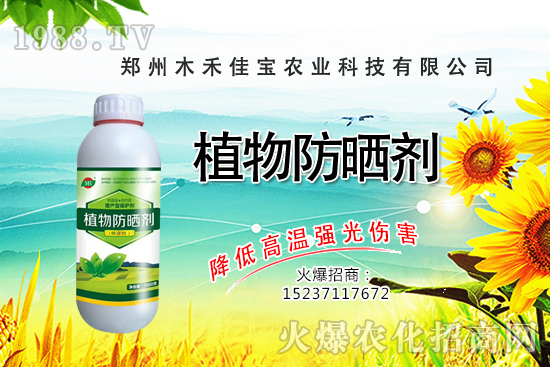 香樟樹種植栽培要點(diǎn)有哪些，香樟樹移栽方法！