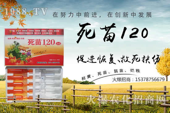  �߲˷Nֲ���L���������������砀�����W(xu��)��(hu��)�@Щ�������߲����砀�������£�