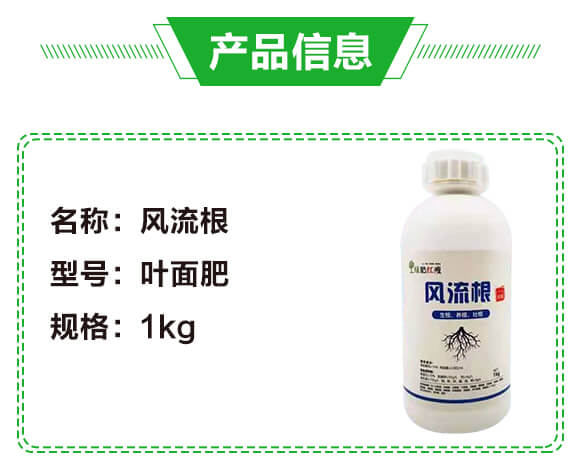 風流根（生根養(yǎng)根壯根）-綠肥_02