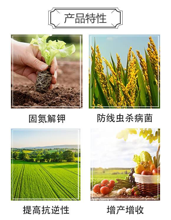 �o�����C(j��)-���w����_03