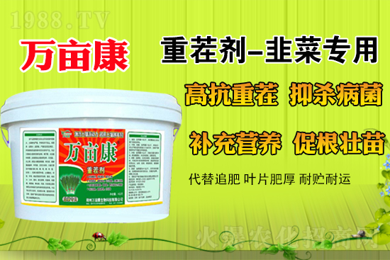 韭菜什么時(shí)候種更合適？春季露地韭菜管理方法及注意事項(xiàng)