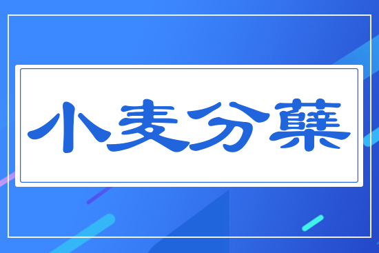 小麥分蘗