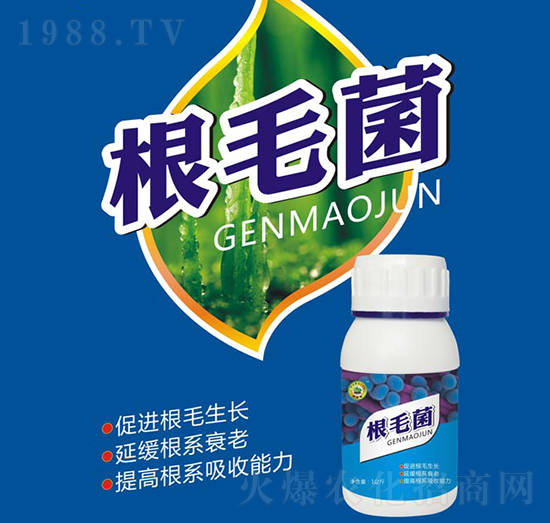 ��ë��-�W����