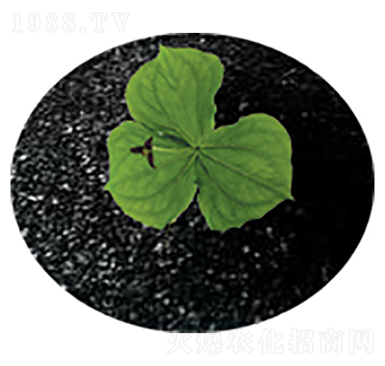 ��ֲ���-�Gɫ��@