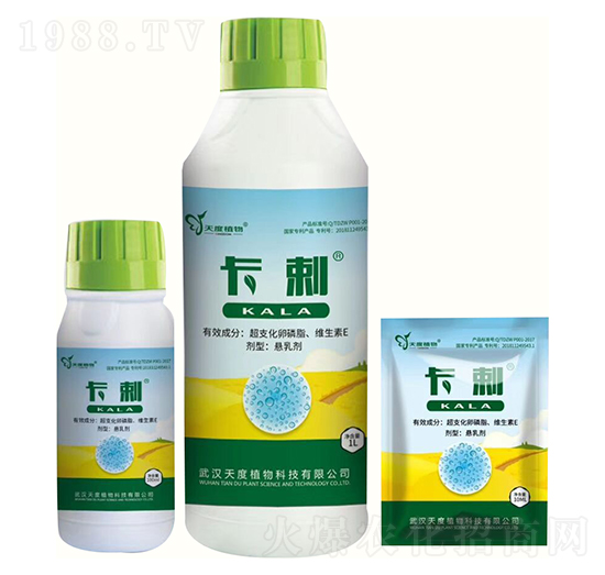 ����-���ֲ��