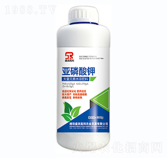 �������-ʢ���߿�