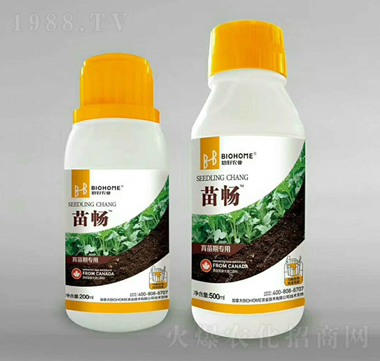 �����ڌ���-�畳-�����r�I(y��)