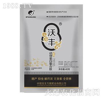 ���ﵰ��������-���S�f